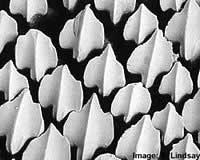 [pulake+kusemahiyan.jpg]