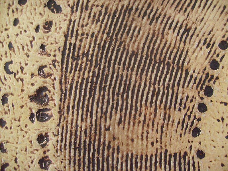 [DETAIL_HOSTIA.jpg]