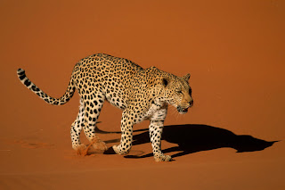 Leopard Walking Over Sand, Naukluft National Park, Namibia