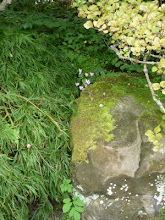 hiding cyclamen