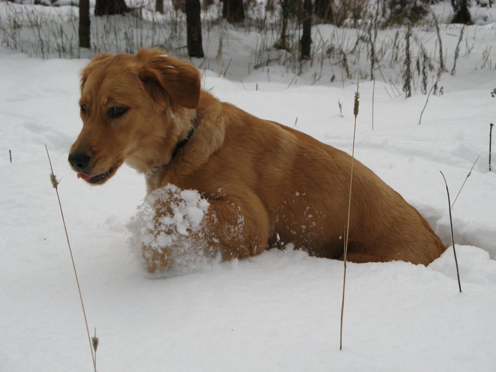 Dog Talk 101 Snow Games for You and Your Dog