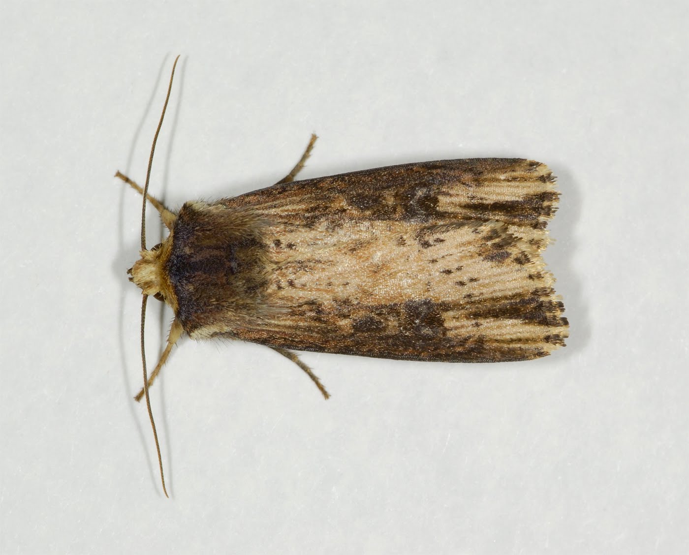 West Dunbartonshire Moth Blog: The Flame (Axylia putris)