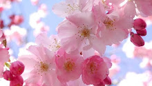 SAKURA, la flor del cerezo para los japoneses