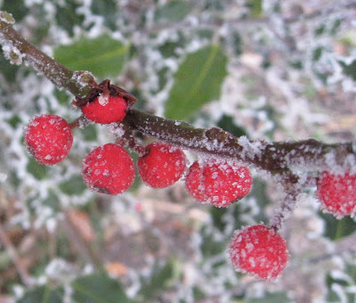 Frosty red berries