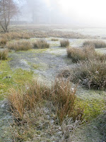 Clumps of grass and frozen bog with mist