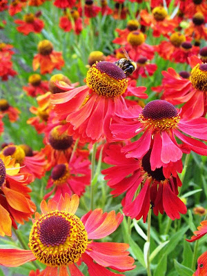 Bee on red and orange daisies
