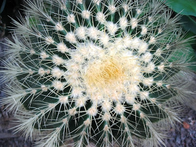 Natural effect of a cactus appearing as a heart