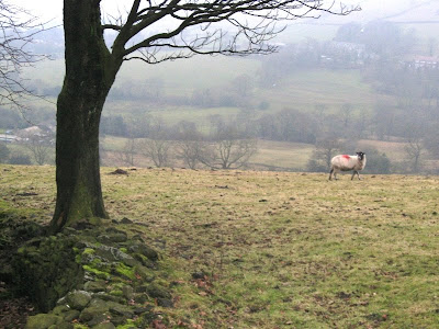 Lone sheep and tree in a misty field