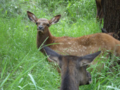 other local wildlife
