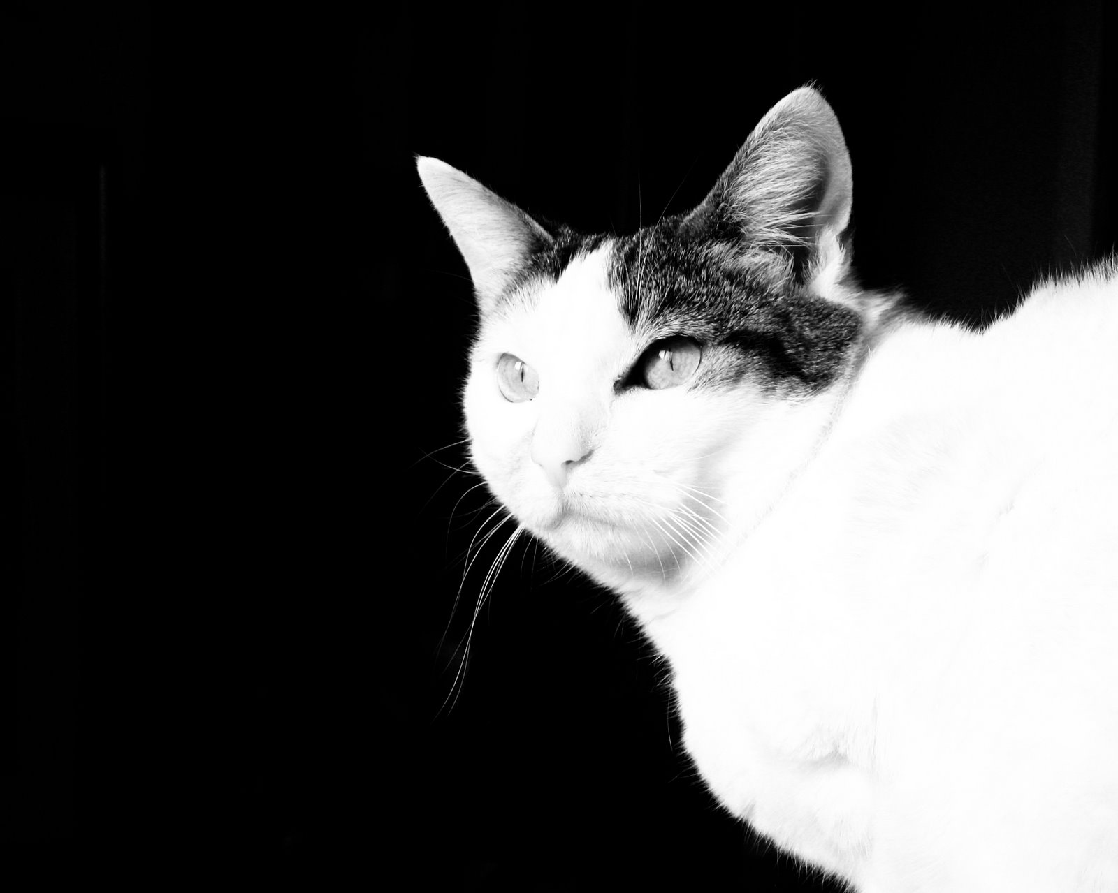 [my+lovely+cats12.jpg]