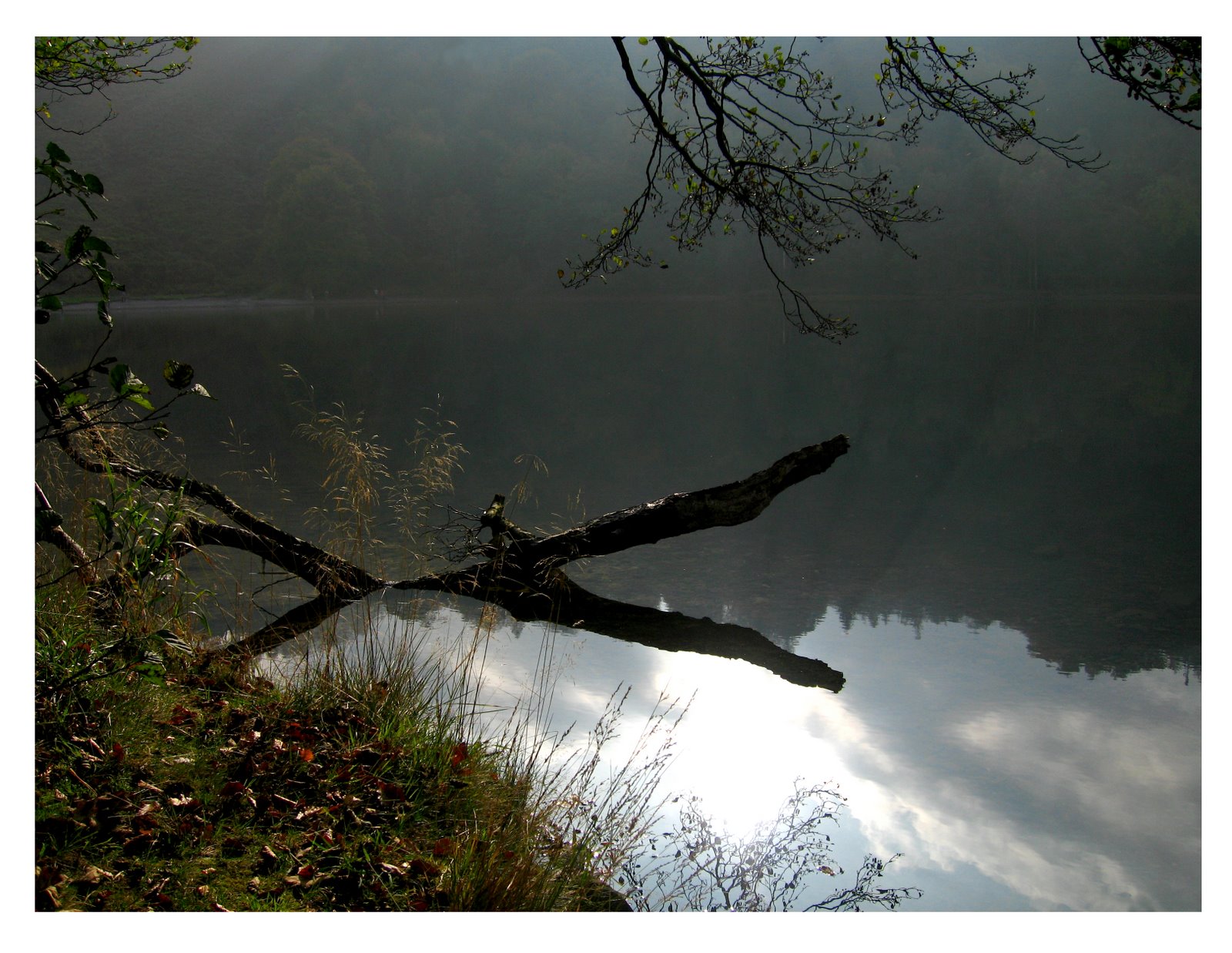 [reflection+branch+crop.jpg]