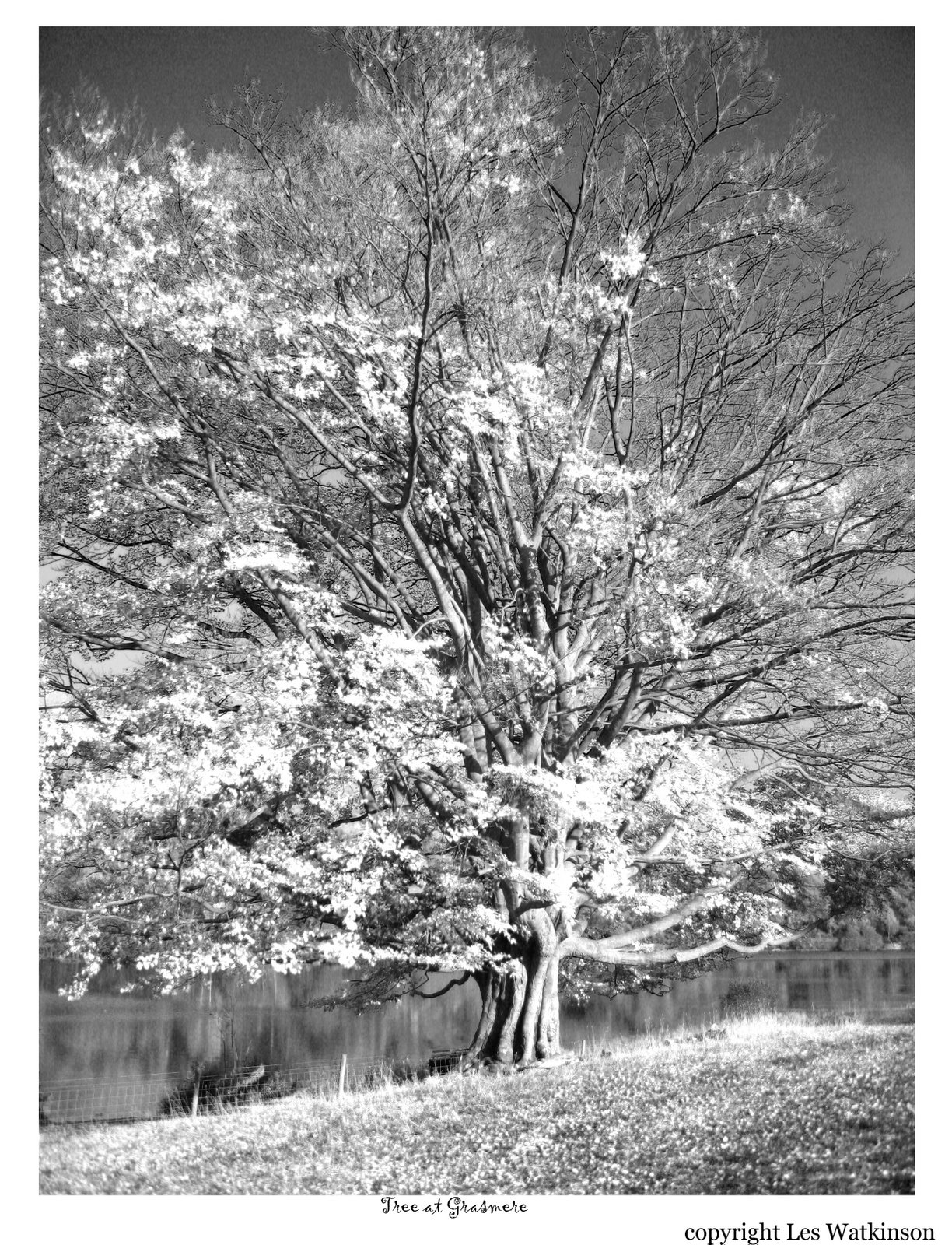[Tree+at+Grasmere+PBLW.jpg]