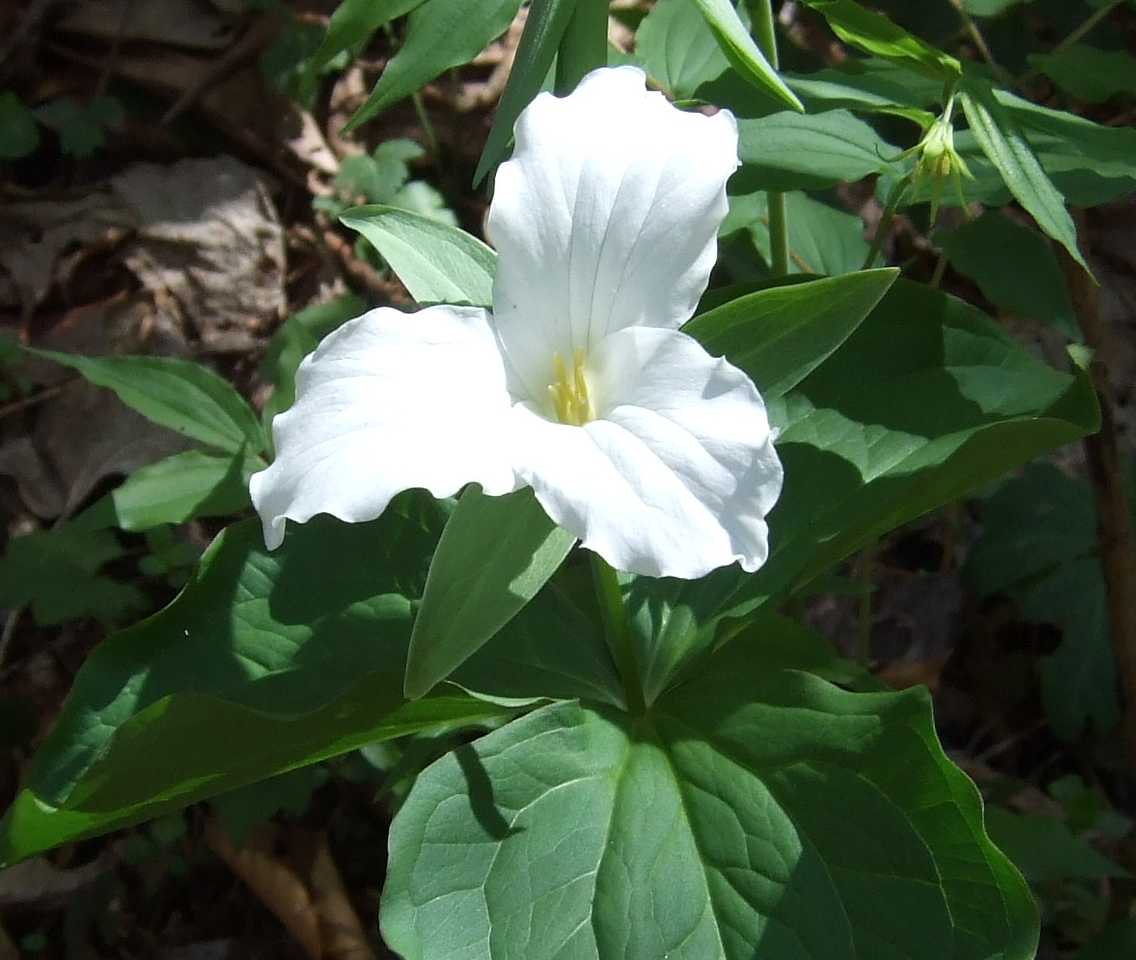 Using Native Plants That's Native?