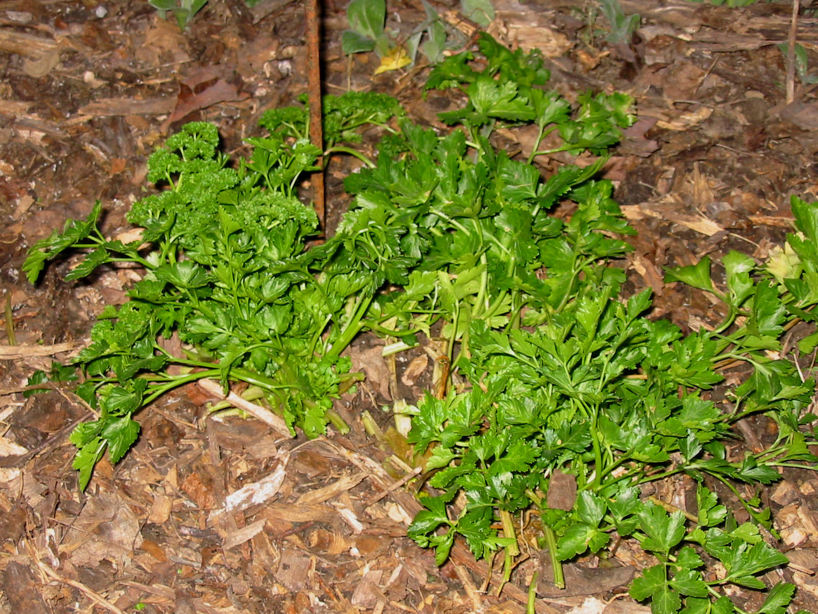 The Moonlight Gardener Parsley survived zone 4 winter