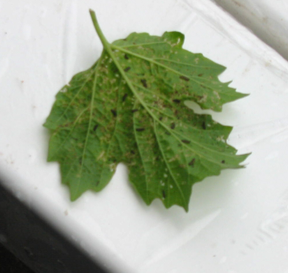 The Moonlight Gardener snowball viburnum being eaten alive