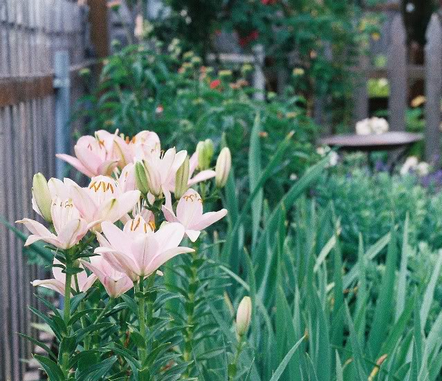 A Midwest Garden Lilies for low maintenance color and beauty