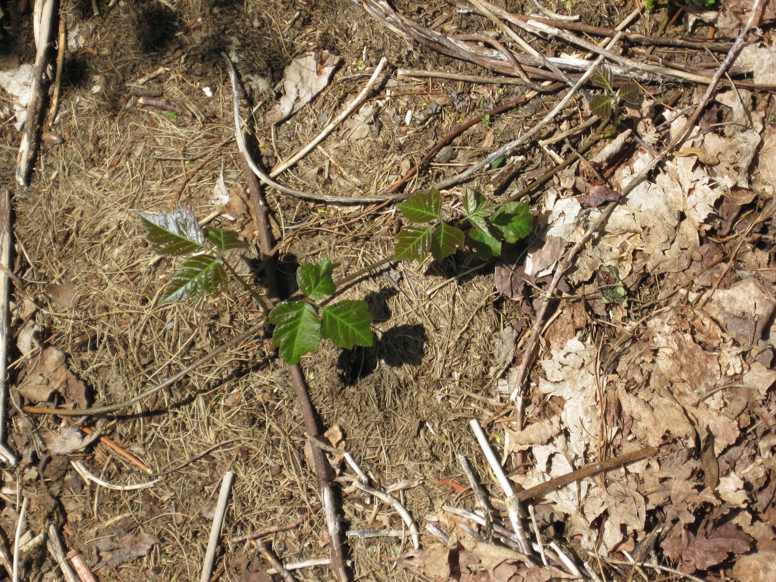 Offhand comments from a frustrated history geek Garden