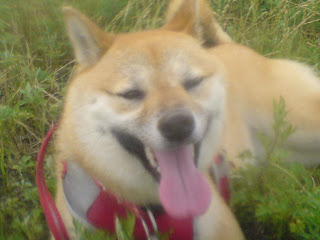 【お尻のほっぺ】草原の上で疲れて寝そべる柴犬