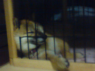 【お尻のほっぺ】ゲージの中で眠る柴犬