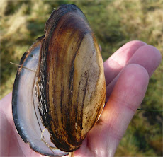 Freshwater Mussels found at Holden Wood