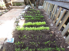 grow a vegetable patch.