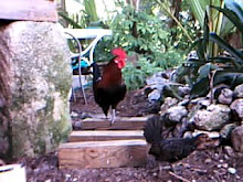 the rooster waits the hen pen
