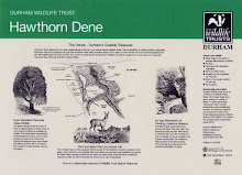 Hawthorn Dene interpretive panel