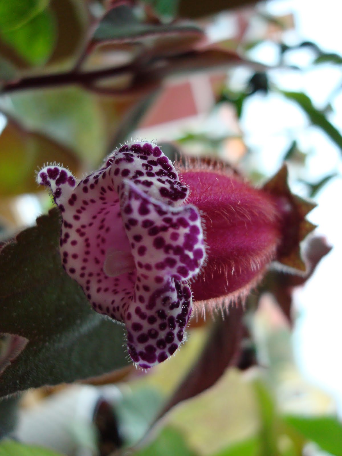 [Blackberry+Butterfly.jpg]