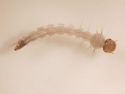 [250px-Aedes_aegypti_larva.jpg]