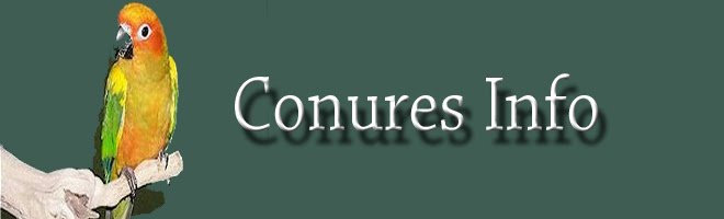 Conures Info
