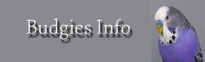 Budgies info
