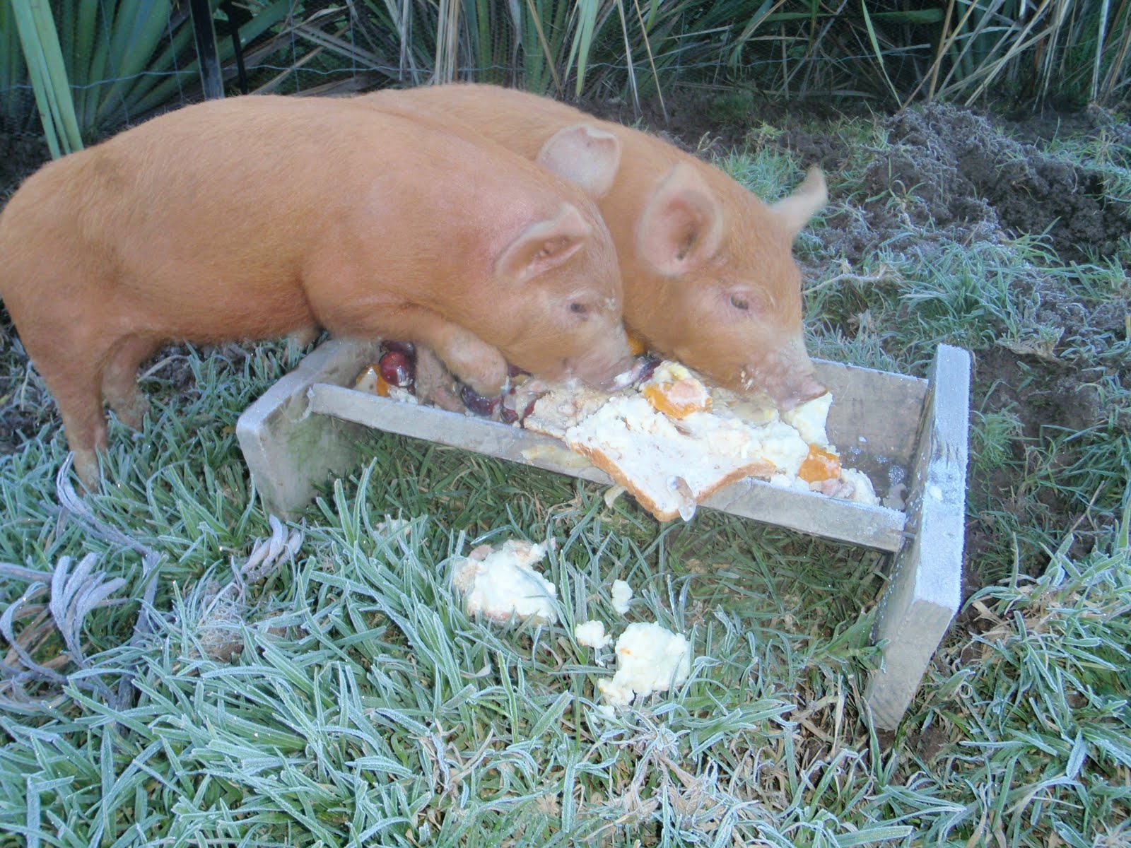 cabbage tree farm Pigs at the trough
