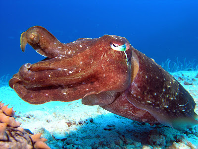 What garden eel backdrop? I'm the star. Focus on ME, please. What garden eel backdrop? I'm the star. Focus on ME, please.