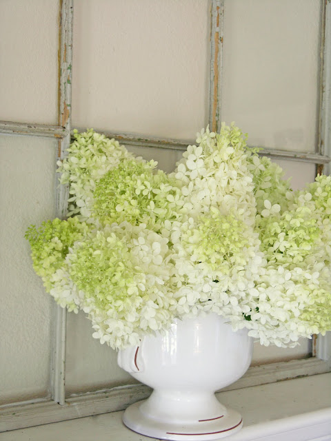 Botanic Bleu Hydrangeas Favorite Shade Of Blue