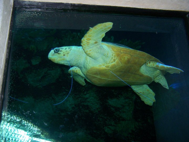 [sea turtle.jpg]