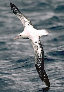 wandering albatross wingspan in metres