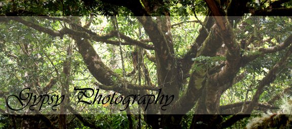 Gypsy Photography
