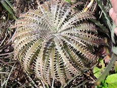 Dyckia delicata gold form