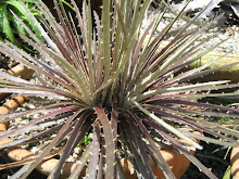 Dyckia sp Dona Francisca