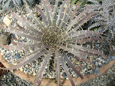 Dyckia pectinata