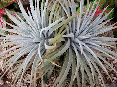 Dyckia hebdingii affinis