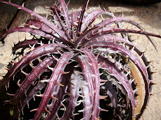 Dyckia goehring X Dyckia pectinata hybrid