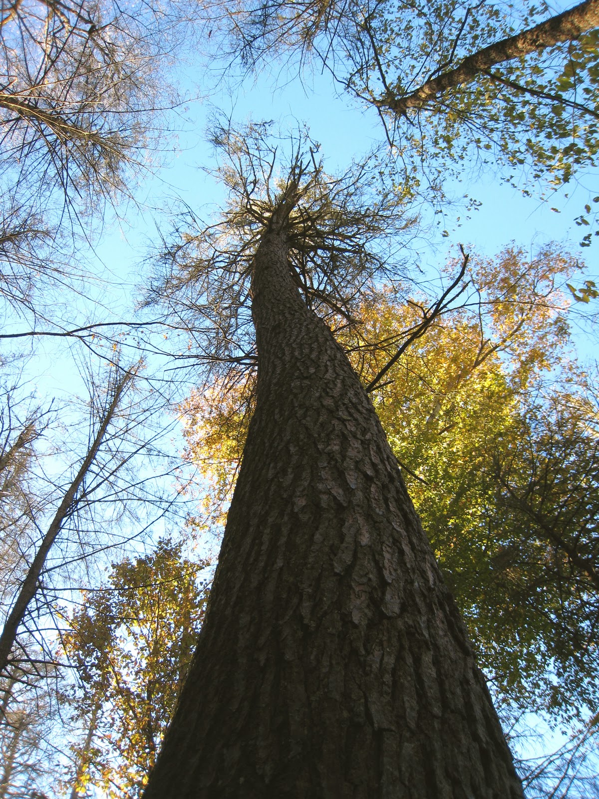 Rambling Hemlock Big Trees of Joyce Kilmer Forest