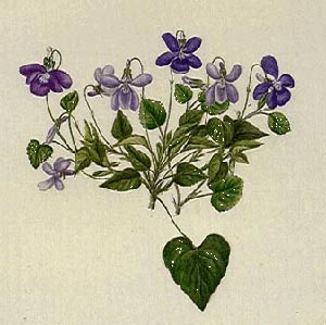 Old Sweetwater Cottage: ...violets are blue....