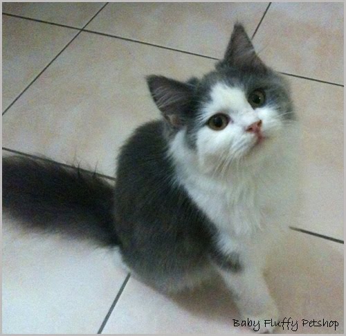 Baby Fluffy Petshop: Twinkle (FOR SALE)