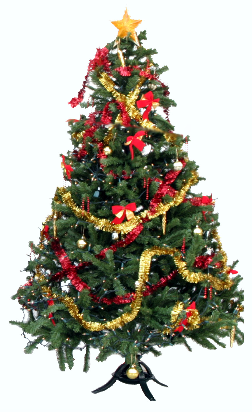 KOMISI PEMUDA GKJ PURWODADI Pohon Natal  Tertua Umurnya 
