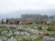 Poesía en lengua castellana