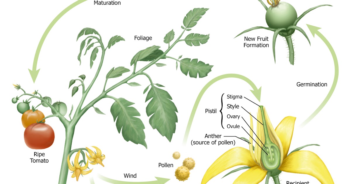 томат строение растения. схема помидора. строение плода томата. части растения томат. томат строение растения.