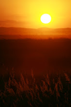 Por-do-sol no Pantanal