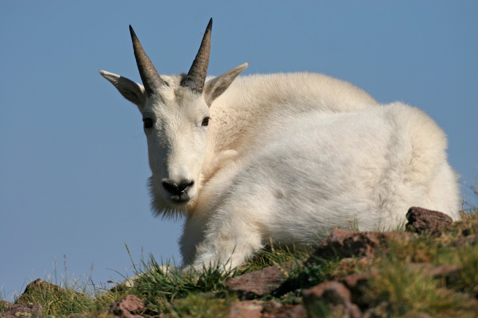 Mountain Goat Mountain Goat World Record